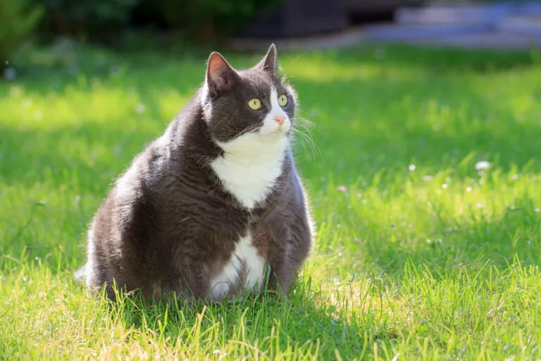Chat bicolore en surpoids dans l'herbe 