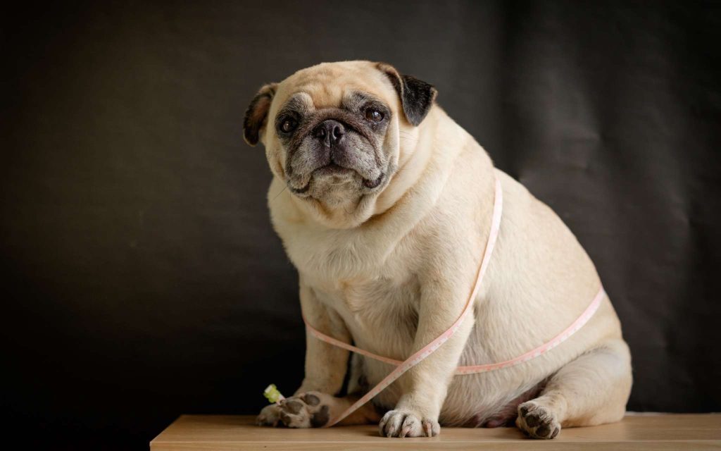 Chien en surpoids entouré d'un mètre